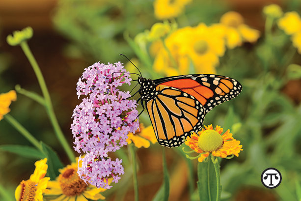 You can help protect pollinators and enjoy beautiful blooms when you plant milkweed...