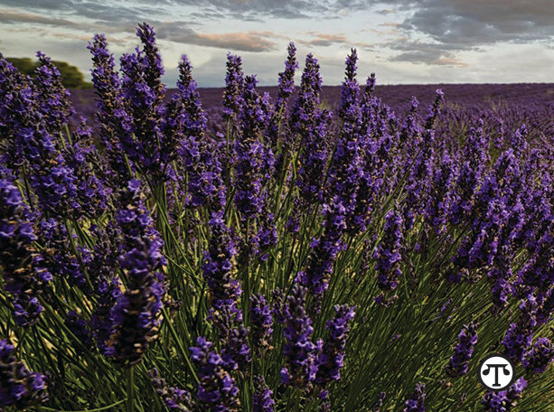 lavender and...