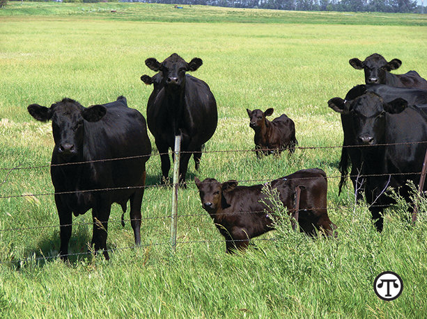 Cattle can be susceptible to infections such as pinkeye and foot rot but cattlemen know what to do.