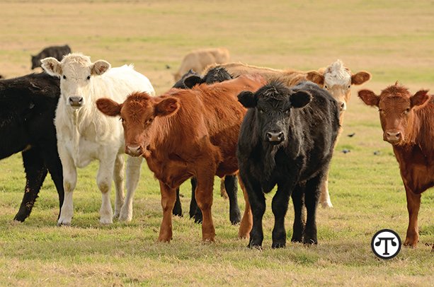 Ranchers can treat their cattle for respiratory disease and foot rot with one antibiotic.